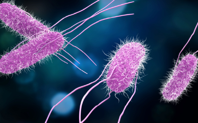 image of pink microbes