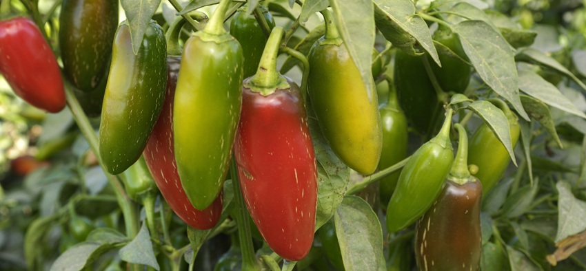 Pepper plant in green and red